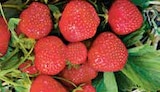 Gartenerdbeere Fragaria ananassa bei Hellweg im Monheim Prospekt für 1,39 €