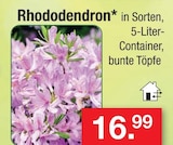 Rhododendron Angebote bei Zimmermann Hildesheim für 16,99 €
