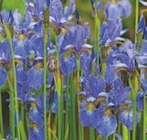 Promo Iris en collection à 6,95 € dans le catalogue LaMaison.fr à Carpiquet