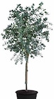 Eukalyptus im Dehner Garten-Center Prospekt Eukalyptus von im aktuellen Dehner Garten-Center Prospekt fĂŒr 39,99 âŹ