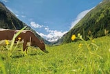 Heumilch-Bergkäse oder Bergbauern-Kräuterkäse von Alnatura für 1,99 € bei EDEKA im Angebot Heumilch-Bergkäse oder Bergbauern-Kräuterkäse von Alnatura im aktuellen EDEKA Prospekt