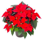 Weihnachtsstern-Busch bei Kaufland im Gummersbach Prospekt für 8,88 €