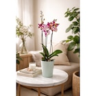 Orchidée 3 tiges - Carrefour à Lille Orchidée 3 tiges en promo chez Carrefour Lille à 9,99 €