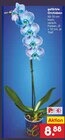 gefärbte Orchideen Angebote bei Netto Marken-Discount Kassel für 8,88 €