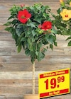 Hibiskus Stamm im aktuellen Prospekt bei i&M BauCentrum in Langeneichstädt