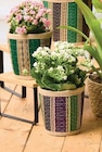 Plante fleurie - Super U à Besançon Plante fleurie en promo chez Super U Besançon à 8,99 €