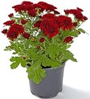 Chrysantheme Patio Mum bei Thomas Philipps im Senden Prospekt für 1,29 €