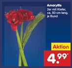 Aktuelle Pflanzen Angebote bei Netto Marken-Discount in Aachen Aktuelles Amaryllis Angebot bei Netto Marken-Discount in Aachen ab 4,99 €