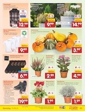 Garten im Netto Marken-Discount Prospekt in Mühlhausen Aktueller Netto Marken-Discount Prospekt mit Garten, "Aktuelle Angebote", Seite 37