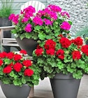 Aktuelles Geranien Angebot bei Hagebaumarkt in Oberhausen ab 2,49 €
