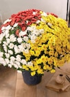 Chrysanthème pompon pot 19 cm multicolore dans le catalogue Intermarché Hyper