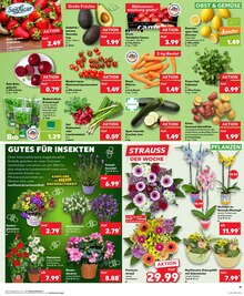 Kartoffeln im aktuellen Kaufland Prospekt (Wolfsburg) Kartoffeln im Kaufland Prospekt "KNĂśLLER" mit 32 Seiten (Wolfsburg)