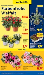 Pflanzen Angebot & Preis im aktuellen Lidl Prospekt Pflanzen Angebot im aktuellen Lidl Prospekt auf Seite 17