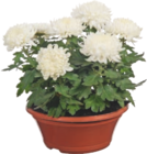 Chrysanthemen Angebote bei tegut Erlangen für 8,99 €