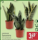 Sansevieria von Gardenline im aktuellen ALDI Nord Prospekt für 3,49 €