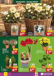 Pflanzen im Netto Marken-Discount Prospekt in Völklingen Aktueller Netto Marken-Discount Prospekt mit Pflanzen, "Aktuelle Angebote", Seite 10