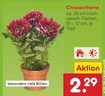 Chrysantheme im Angebot bei Netto Marken-Discount in Peine Chrysantheme Angebote bei Netto Marken-Discount Peine für 2,29 €