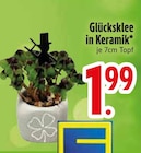 Glücksklee in Keramik von  im aktuellen EDEKA Prospekt für 1,99 €