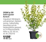 Gold-Liguster Aureum von GROW by OBI für 11,99 € bei OBI im Angebot Gold-Liguster Aureum von GROW by OBI im aktuellen OBI Prospekt
