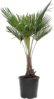 Hanfpalme im Angebot bei Globus-Baumarkt in Hoyerswerda Hanfpalme Angebote bei Globus-Baumarkt Hoyerswerda für 79,99 €