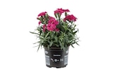 Aktuelle Blumen Angebote bei Lidl in Mönchengladbach Aktuelles Topfnelke Angebot bei Lidl in Mönchengladbach ab 1,99 €