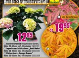 Hornbach Krefeld - Bunte Sträuchervielfalt Angebot im Prospekt Bunte Sträuchervielfalt bei Hornbach im Krefeld Prospekt für 12,95 €