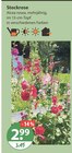 Stockrose im aktuellen V-Markt Prospekt