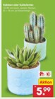 Aktuelles Kakteen oder Sukkulenten Angebot bei Netto Marken-Discount in Mannheim ab 5,99 €