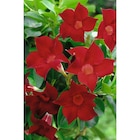 Promo Dipladenia à 8,99 € dans le catalogue Carrefour à Portet-sur-Garonne