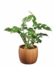 Aktuelles Grünpflanze in Holzoptik-Keramik Angebot bei Lidl in Essen ab 5,99 €