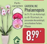 Phalaenopsis im ALDI Nord Prospekt Phalaenopsis von Gardenline im aktuellen ALDI Nord Prospekt für 8,99 €