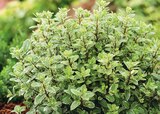 Delbard Crest - Promo Pittosporum ECLOZ Promo Pittosporum ECLOZ à 11,49 € dans le catalogue Delbard à Crest