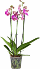 Schmetterlings-Orchidee im Angebot bei Hagebaumarkt in Mainz Schmetterlings-Orchidee Angebote von Gartenkrone bei Hagebaumarkt Mainz für 9,99 €