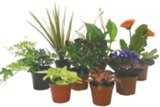 Plante verte ou fleurie en promo à 1,75 € chez Carrefour Plante verte ou fleurie dans le catalogue Carrefour