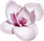 Magnolie Angebote von Duschdas bei EDEKA Pinneberg für 0,88 €