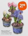 Hyazinthen im aktuellen tegut Prospekt für 2,99 €