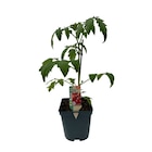 Plant potager greffé - Carrefour à Montpellier Plant potager greffé en promo chez Carrefour Montpellier à 5,99 €