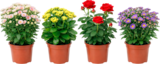 MIX PLANTES FLEURIES - SANS MARQUE - Auchan Hypermarché à Saint-Étienne MIX PLANTES FLEURIES - SANS MARQUE en promo chez Auchan Hypermarché Saint-Étienne à 2,99 €