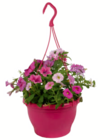 Sommerblumen-Ampel Angebote bei toom Baumarkt Solingen für 8,99 €
