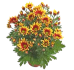 Chrysantheme im aktuellen OBI Prospekt