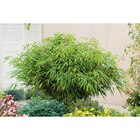 Bambou Fargesia "Rufa" - Carrefour à Colmar Bambou Fargesia "Rufa" en promo chez Carrefour Colmar à 11,99 €