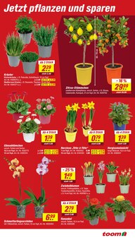 Blumen im toom Baumarkt Prospekt "Respekt, wer's selber macht." mit 14 Seiten (Jena)