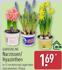 Narzissen von Gardenline im aktuellen ALDI Nord Prospekt für 1,69 €