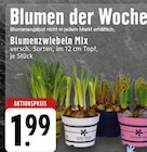 Blumenzwiebeln Mix bei EDEKA im Neuenkirchen Prospekt für 1,99 €