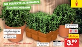 Euonymus Green Wonder Kugel Ø 13 cm bei Netto Marken-Discount im Prospekt "" für 3,99 €