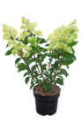 Rispenshortensie Hydrangea paniculata „Limelight“ oder „Vanille-Fraise“. von  im aktuellen Hagebaumarkt Prospekt für 19,99 €