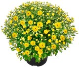 Aktuelles Chrysanthemenbusch Angebot bei Penny in Hannover ab 3,49 €