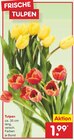 Tulpen Angebote bei Netto Marken-Discount Kaufbeuren für 1,99 €