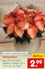 Herbststern im Angebot bei Netto Marken-Discount in Straubing Herbststern Angebote bei Netto Marken-Discount Straubing für 2,99 €
