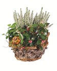 Bepflanzter Herbstkorb im Angebot bei Lidl in Ansbach Bepflanzter Herbstkorb Angebote bei Lidl Ansbach für 6,99 €